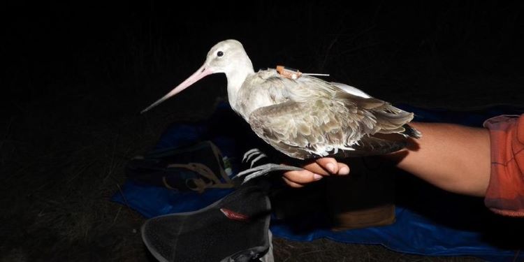 NatConnect Foundation