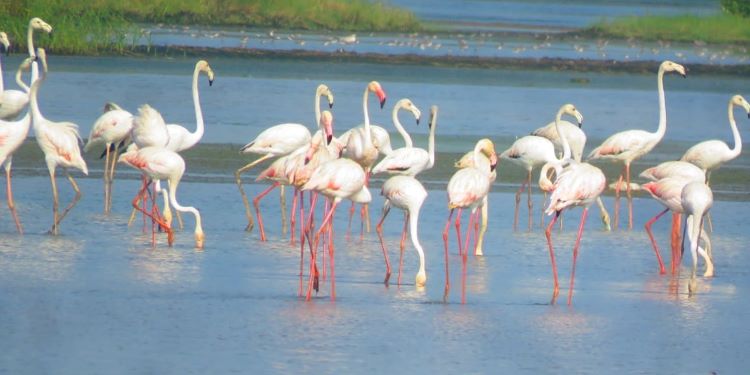 NatConnect Foundation